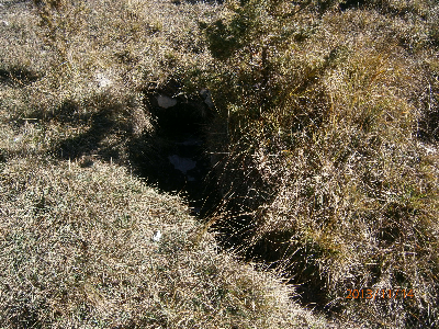 Imagen de ENEBRO