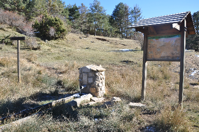 Imagen de ENEBRO