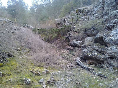 Imagen de ZORRA