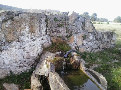 Imagen de RÁBANO