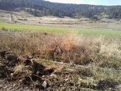 Imagen de COLMENA EL CUARTO