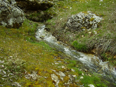 Imagen de GAVILÁN