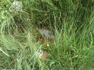 Imagen de PRADO DEL OJUELO