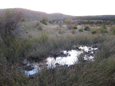 Imagen de OJUELO