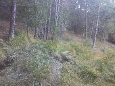 Imagen de SOLDADO