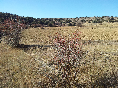 Imagen de PALOMAREJOS