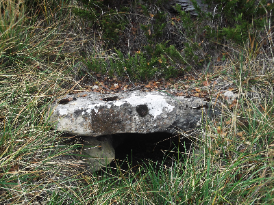 Imagen de HOYA CALOMARDE