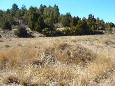 Imagen de CAÑO MELÓN