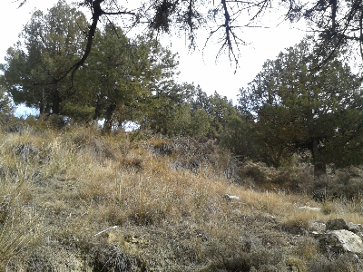 Imagen de HOYOS