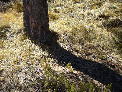 Imagen de CAÑARIZO I