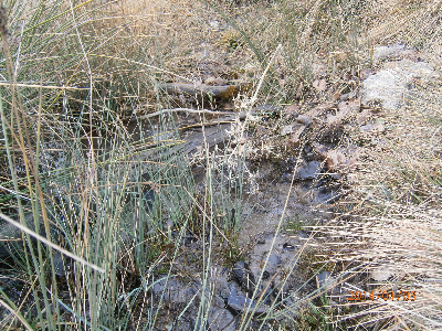 Imagen de CARRASCAL