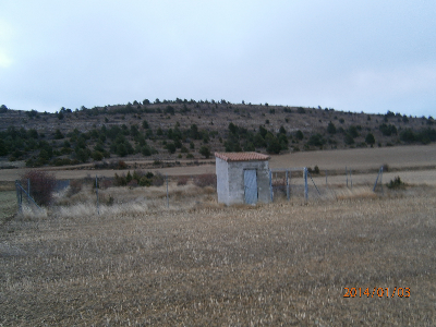 Imagen de ÁLAMO