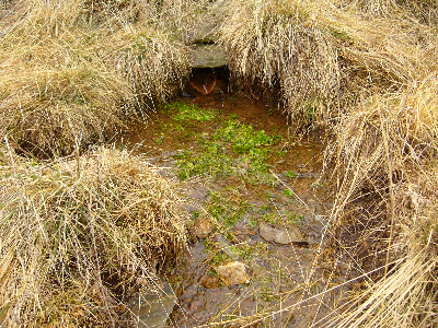 Imagen de PRADOBAJERO